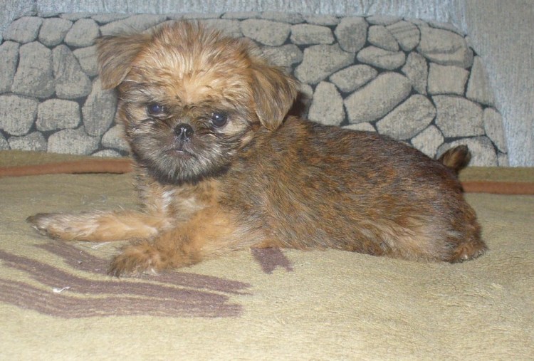 Метис бельгийского гриффона