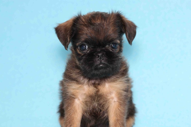 Метис бельгийского гриффона