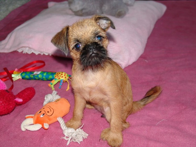 Метис гриффона и чихуахуа