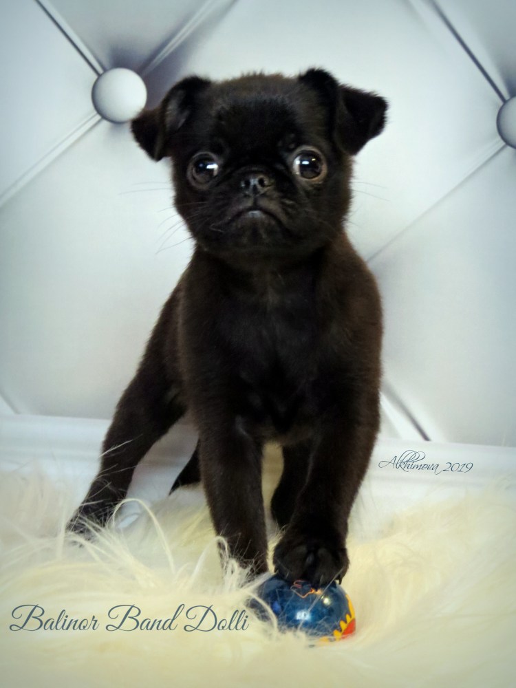 Чихуахуа гриффон