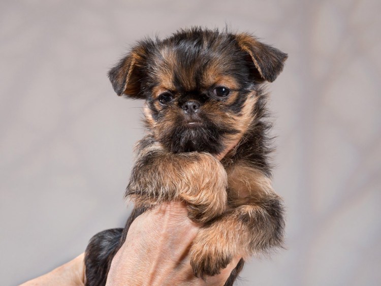 Пти брабансон жесткошерстный