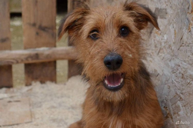 Беспородная собака терьер