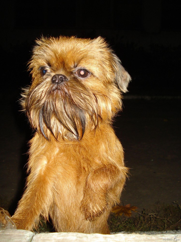 Брюссельский гриффон / Мопс (гибрид