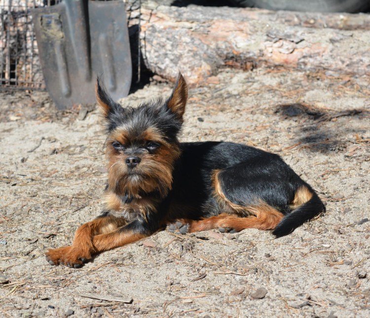 Йоркширский терьер черно подпалый
