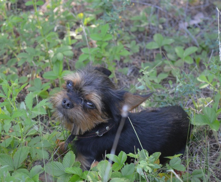 Метис бельгийского гриффона