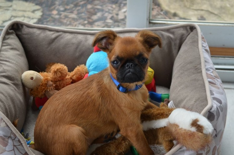 Чихуахуа гриффон