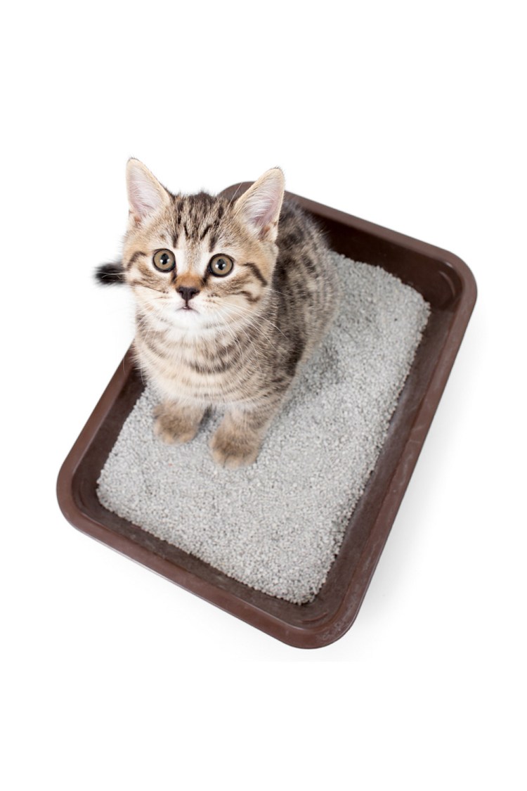 Сепи Кэт наполнитель