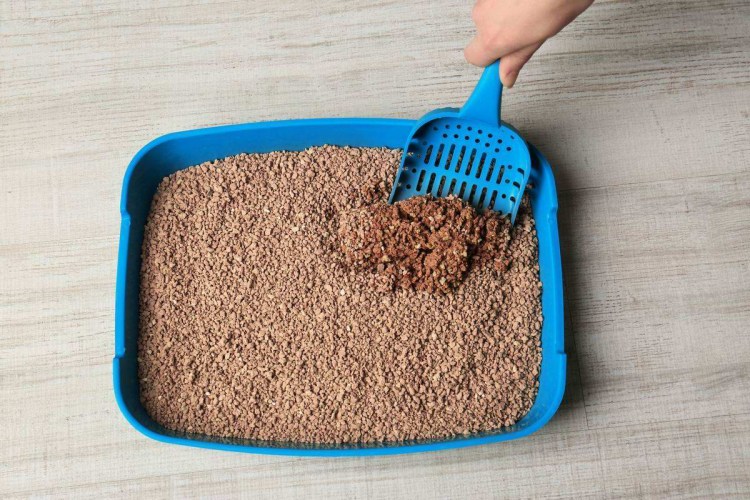 Кот в лотке наполнитель