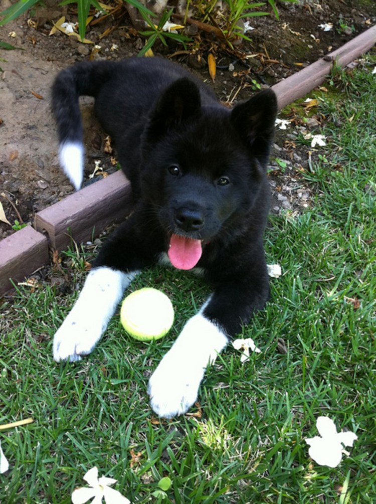 Акита ину темная