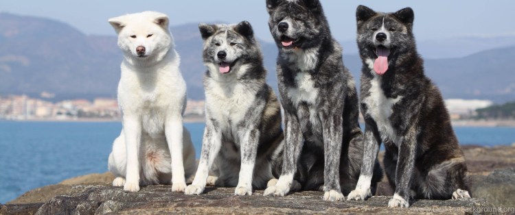 Акита ину тигровая