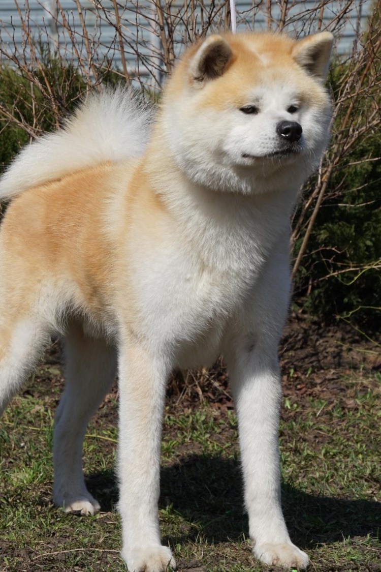 Акита ину белая