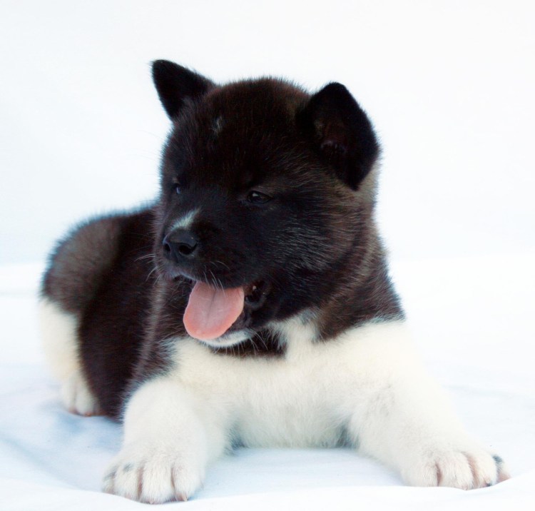 Акита-ину американская черная