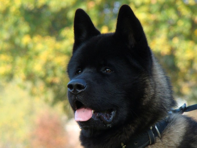 Акита ину Графика