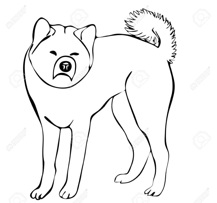 Акита ину контур