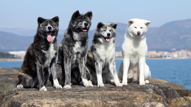 Собака в очках