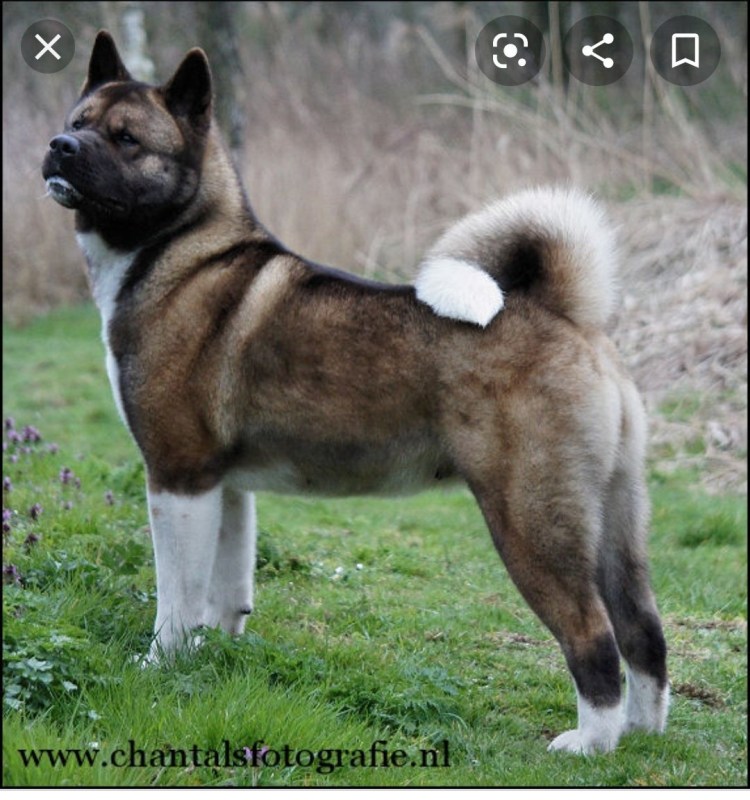 Акита ину темная