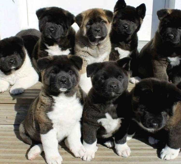 Акита черная щенок