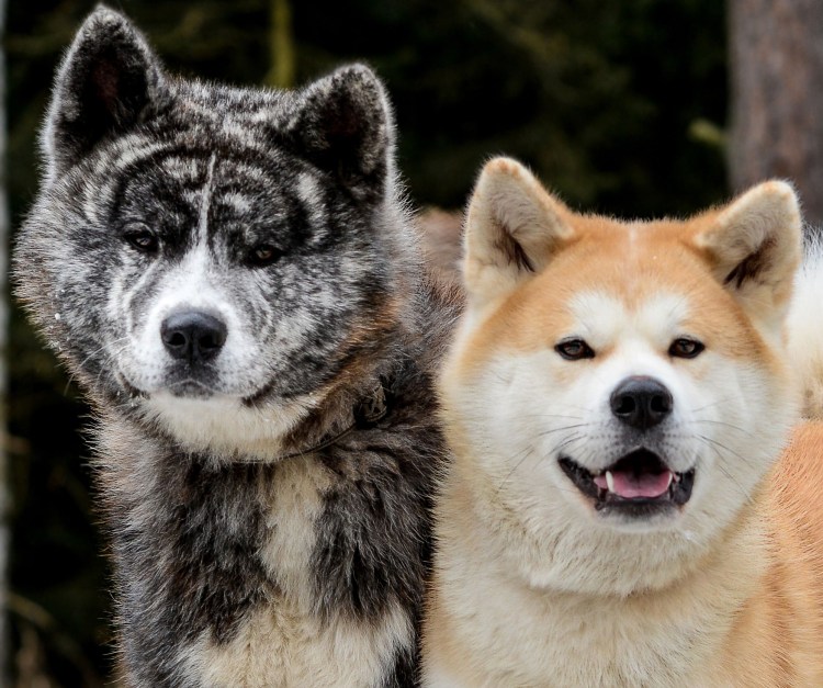 Акита ину черная