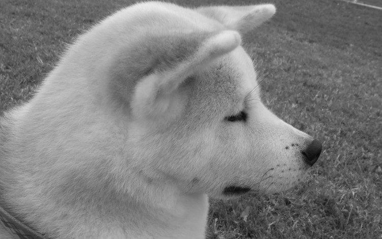 Американская Акита