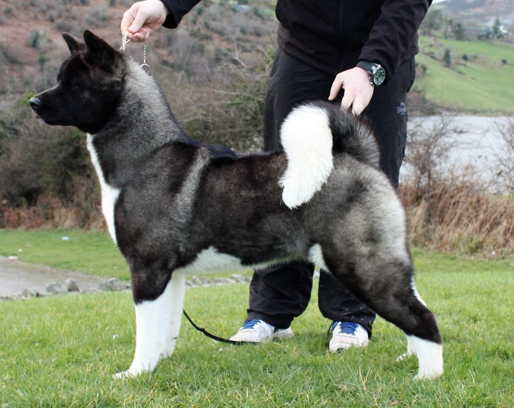 Раскраска Акита ину Хатико