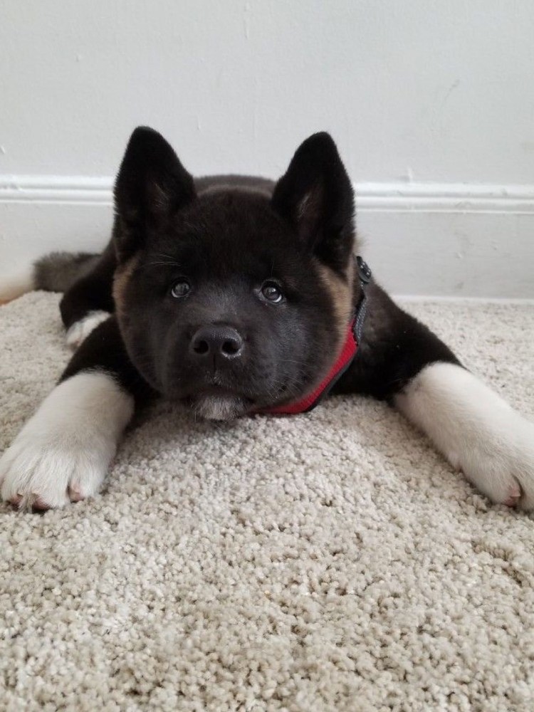 Акито американский черный