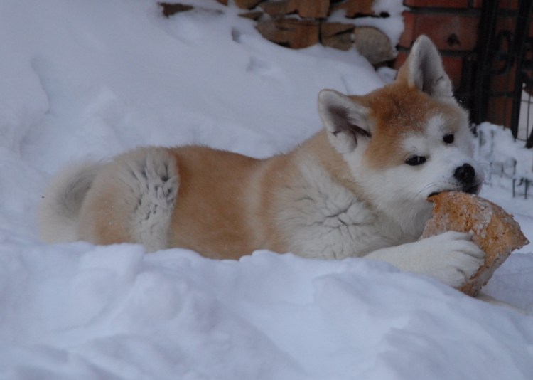 Чувствительный пес