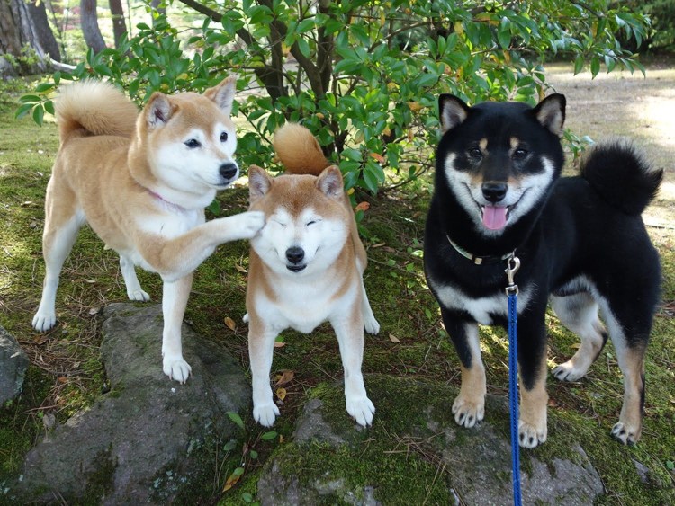 Акита ину черная