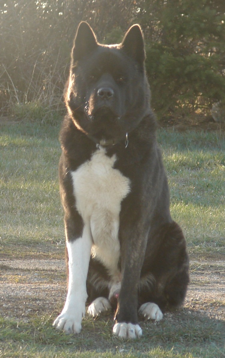 Акита ину черная