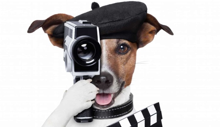 Джек-Рассел-терьер Мем