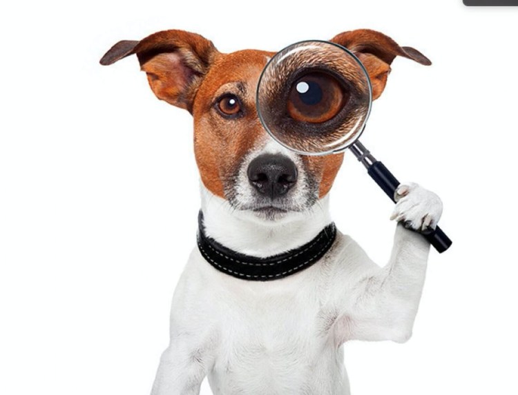 Джек Рассел