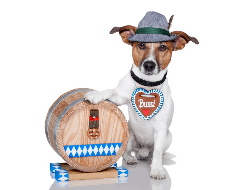 Джек-Рассел-терьер в очках