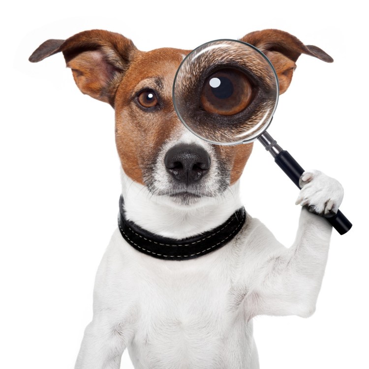 Щенок студент