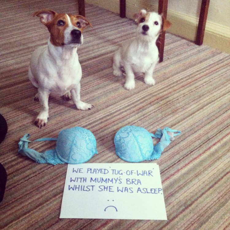 Собака Джек Рассел на белом фоне