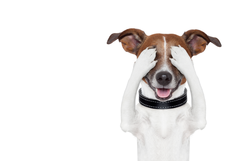 Собака подмигивает