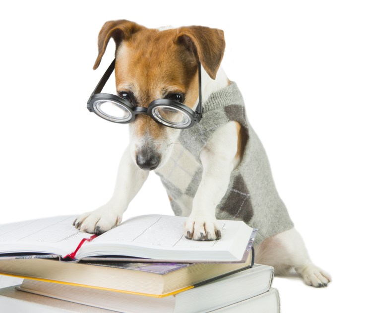 Джек Рассел