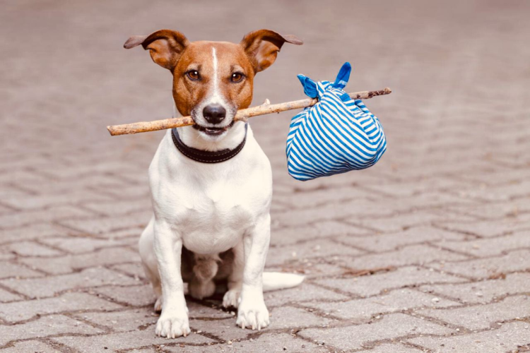 Джек-Рассел-терьер Брокен