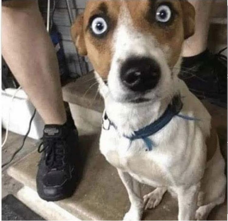 Джек-Рассел-терьер Мем