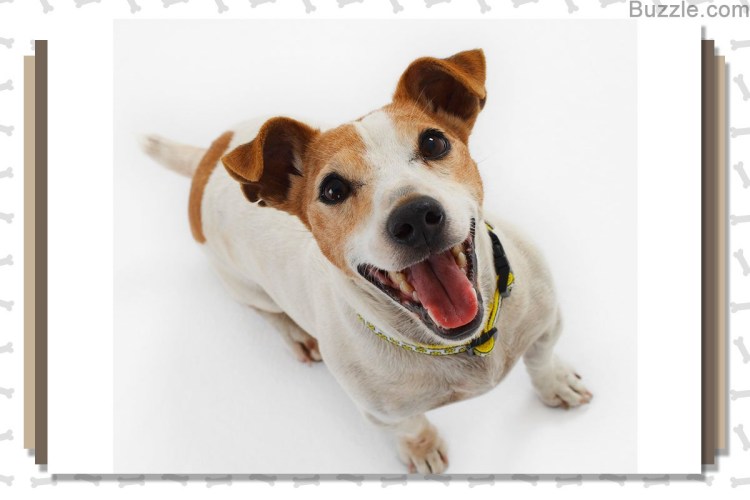 Джек Рассел щенок