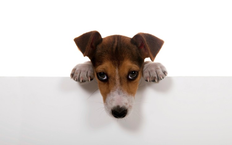 Джек-Рассел-терьер в очках