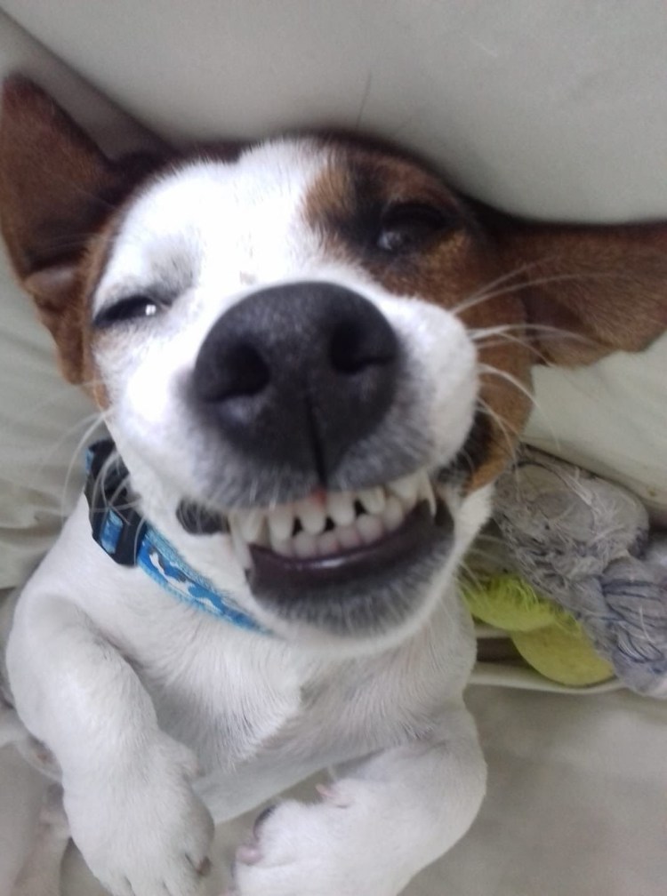 Джек Рассел 3д