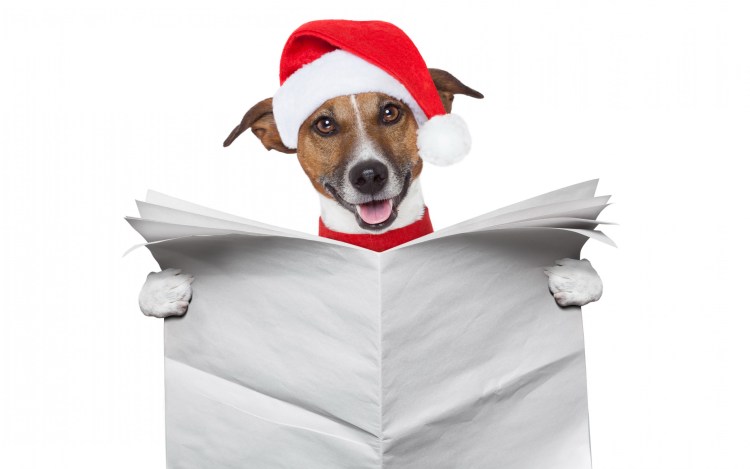 Джек Рассел собака