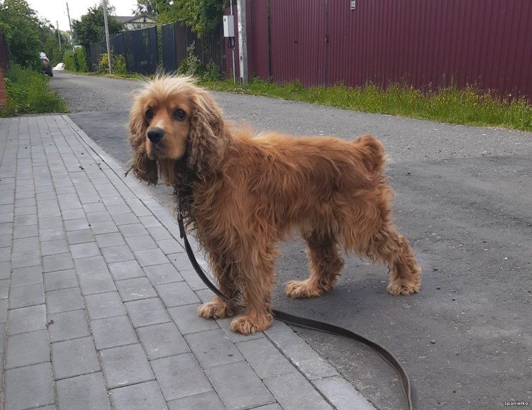 Московский спаниель