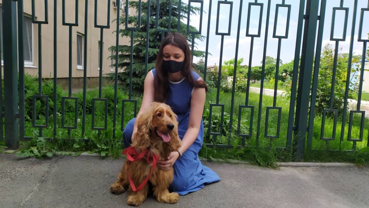 Метис английского кокер спаниеля