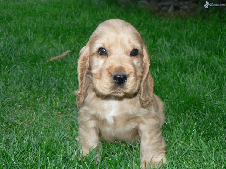 Кокер спаниель помесь