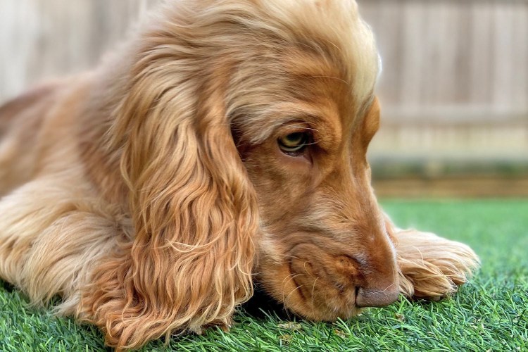 Кокер спаниель леди