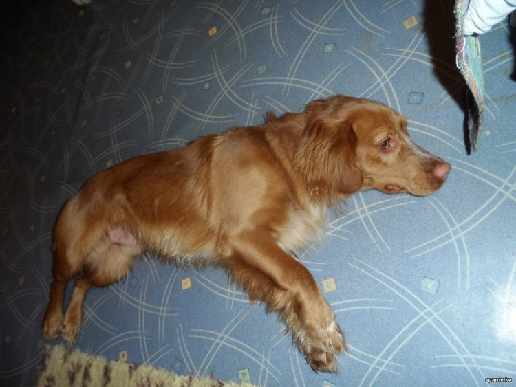 Метис таксы и спаниеля