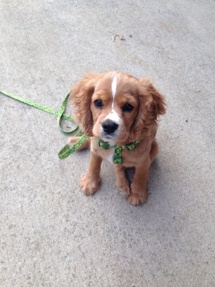 Метис корги и кавалер Кинг Чарльз спаниель