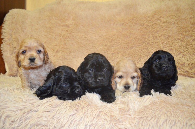 Щенки метисы русского кокер спаниеля