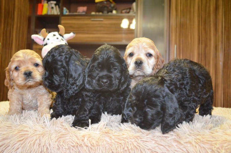 Вес американского кокер спаниеля