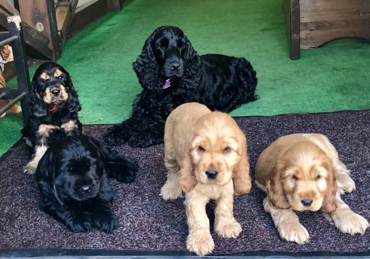 Английский кокер-спаниель